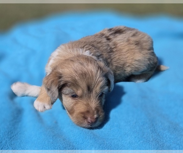 Medium Photo #3 Aussiedoodle Puppy For Sale in WILLS POINT, TX, USA