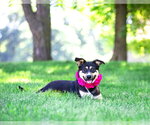Small #3 Red Heeler Mix
