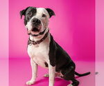 Small #5 American Pit Bull Terrier Mix
