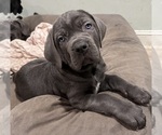 Small Photo #10 Cane Corso Puppy For Sale in COLONIAL HEIGHTS, VA, USA