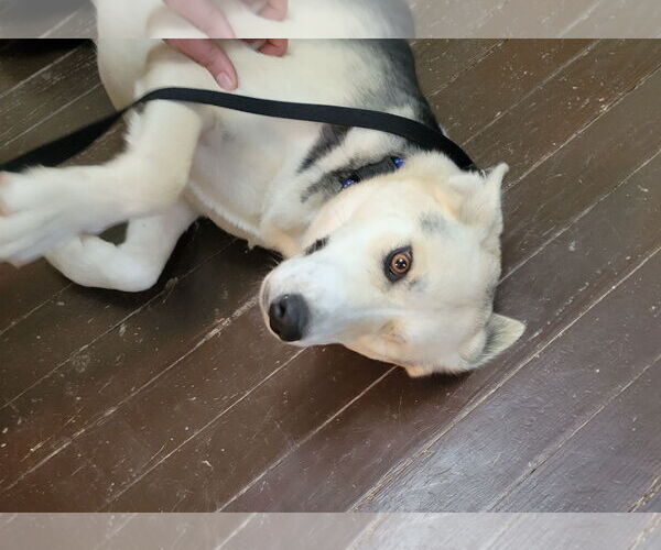 Medium Photo #2 German Shepherd Dog-Unknown Mix Puppy For Sale in Harrison, AR, USA