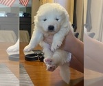 Puppy Puppy 5 Samoyed