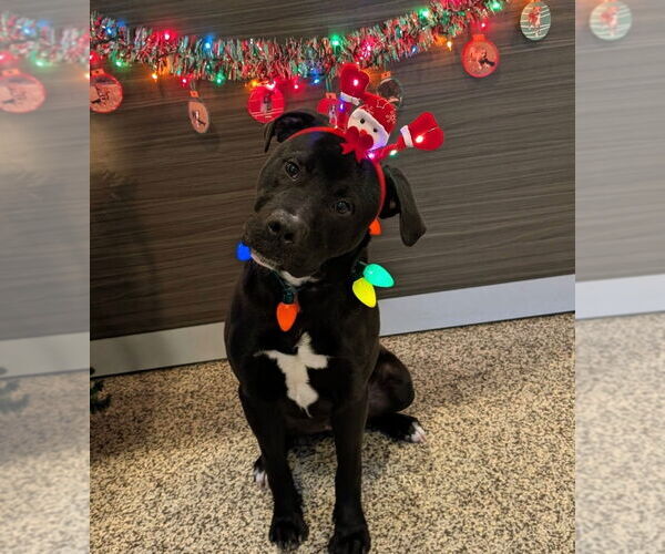 Medium Photo #12 Labrador Retriever-Unknown Mix Puppy For Sale in Canton, CT, USA