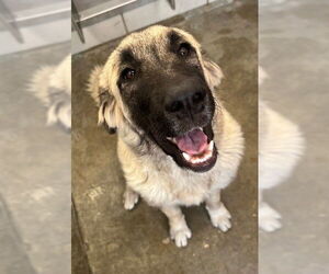 Anatolian Shepherd-Unknown Mix Dogs for adoption in Baytown, TX, USA