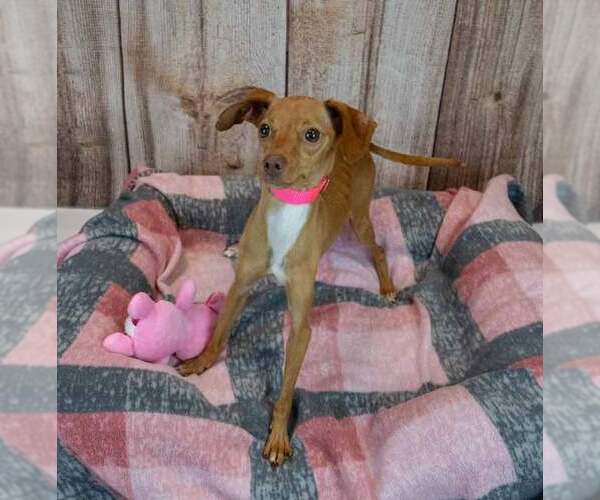 Medium Photo #2 Dachshund-Italian Greyhound Mix Puppy For Sale in Kennesaw, GA, USA