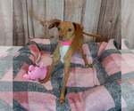 Small #1 Dachshund-Italian Greyhound Mix