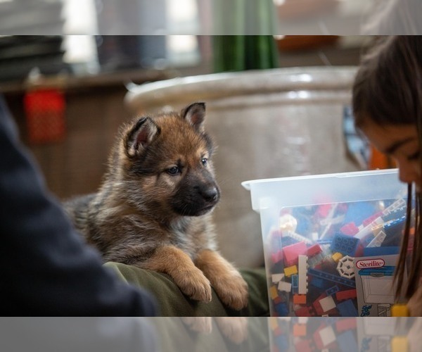 Medium Photo #7 Native American Indian Dog Puppy For Sale in WEST STOCKBRIDGE, MA, USA