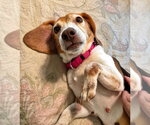 Small #20 Beagle