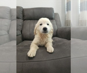 Golden Retriever Puppy for sale in ELVERTA, CA, USA