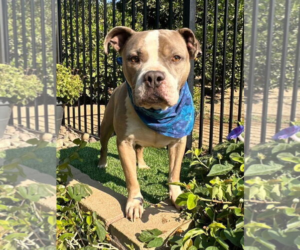 Medium Photo #12 American Pit Bull Terrier-Unknown Mix Puppy For Sale in Redlands, CA, USA