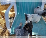 Small Photo #3 Australian Cattle Dog Puppy For Sale in BREWSTER, CO, USA
