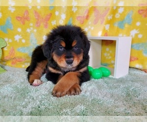 Golden Mountain Dog Puppy for sale in BLACK FOREST, CO, USA