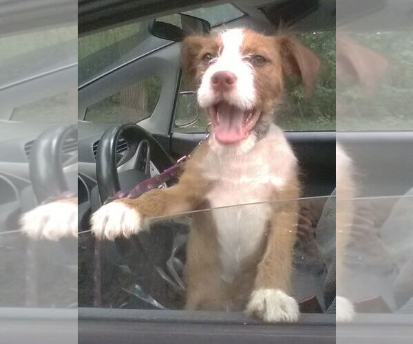 Medium Photo #3 Mutt Puppy For Sale in Mundelein, IL, USA