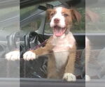 Small #2 Mutt