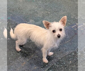 Mutt Dogs for adoption in Chico, CA, USA