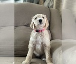 Small Photo #24 Goldendoodle Puppy For Sale in CITRUS HEIGHTS, CA, USA