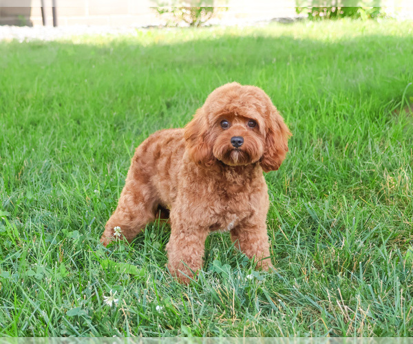 Medium Photo #1 Cavapoo-Poodle (Miniature) Mix Puppy For Sale in SYRACUSE, IN, USA
