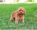 Small Photo #1 Cavapoo-Poodle (Miniature) Mix Puppy For Sale in SYRACUSE, IN, USA