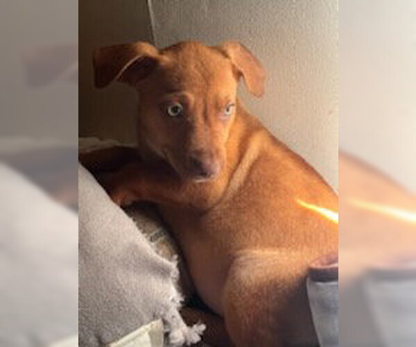 Medium Photo #1 American Staffordshire Terrier-Unknown Mix Puppy For Sale in columbia, SC, USA