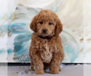 Irish Doodle-Poodle (Miniature) Mix Puppy for sale in NEWMANSTOWN, PA, USA