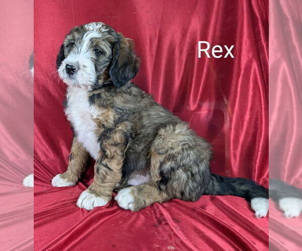 Medium Photo #29 Bernedoodle Puppy For Sale in CANON CITY, CO, USA