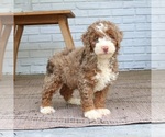 Small #2 Bernedoodle (Miniature)