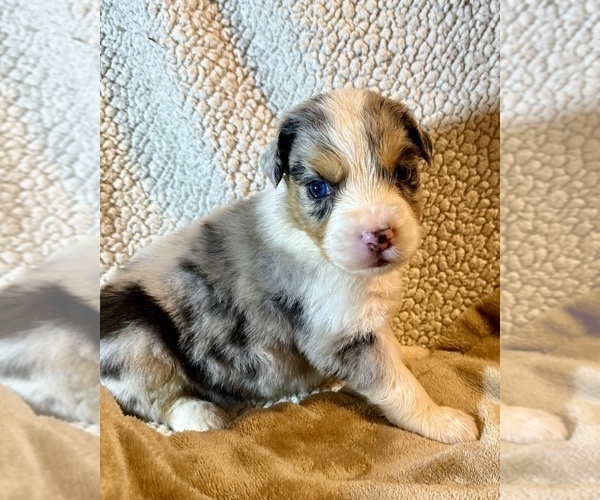 Medium Photo #18 Australian Shepherd Puppy For Sale in EUSTIS, FL, USA