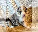 Small #1 Australian Shepherd
