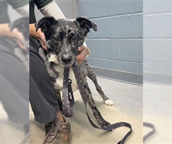 Medium Photo #1 Australian Shepherd-Catahoula Leopard Dog Mix Puppy For Sale in Tallahassee, FL, USA