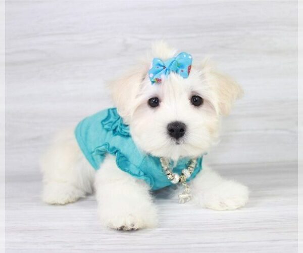 Medium Photo #18 Maltese Puppy For Sale in LAS VEGAS, NV, USA