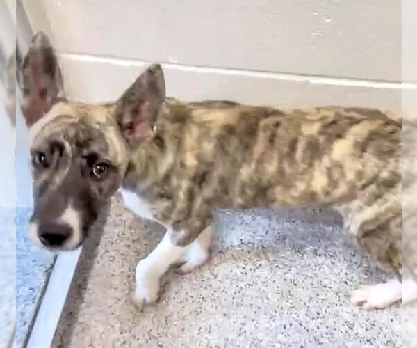 Medium Photo #3 Dutch Shepherd -Huskies  Mix Puppy For Sale in Houston, TX, USA