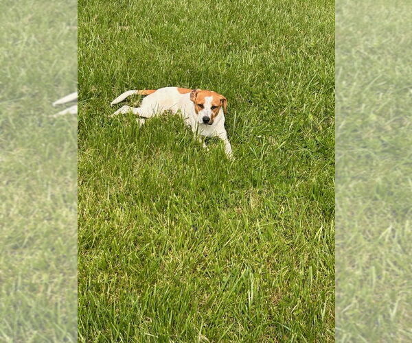 Medium Photo #4 Jack Russell Terrier-Unknown Mix Puppy For Sale in Aurora, IN, USA
