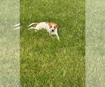 Small #3 Jack Russell Terrier Mix
