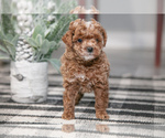 Puppy Oscar Poodle (Miniature)