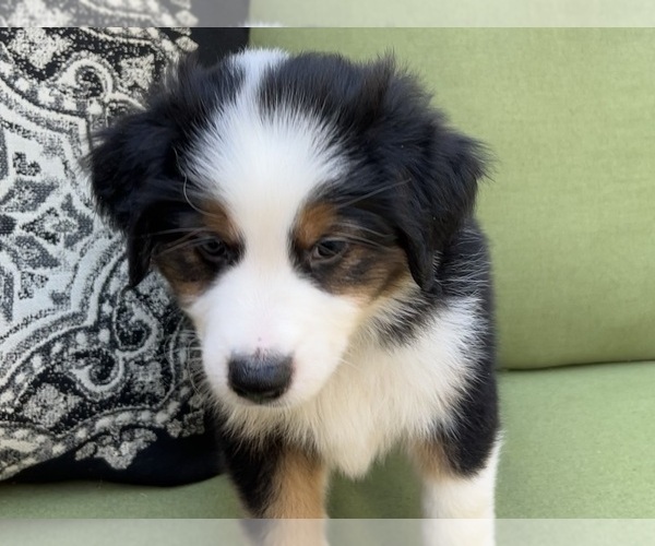 Medium Photo #6 Miniature Australian Shepherd Puppy For Sale in LA CANADA FLINTRIDGE, CA, USA
