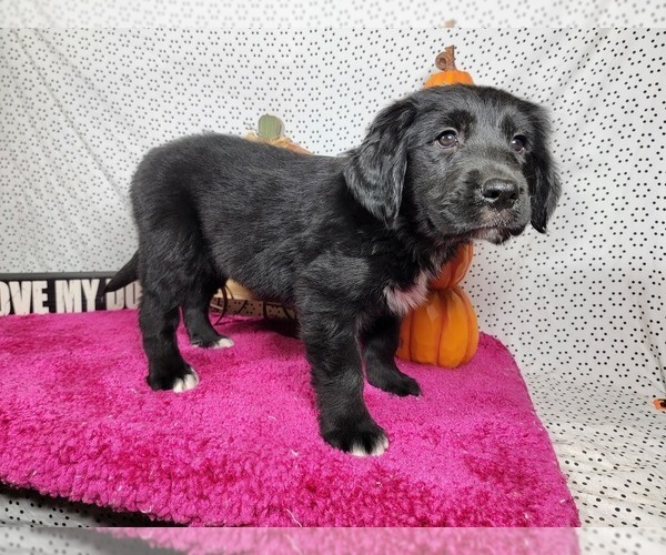 Medium Photo #5 Golden Mountain Dog Puppy For Sale in BLACK FOREST, CO, USA