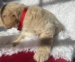 Small Photo #7 Goldendoodle Puppy For Sale in SAN FERNANDO, CA, USA