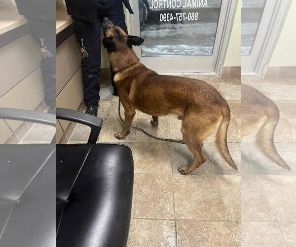 Medium Photo #13 Mutt Puppy For Sale in Stevens Point, WI, USA