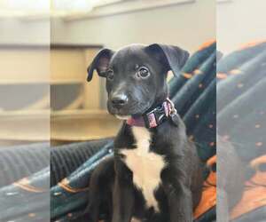 Blossom - Female Mutt Dog for Adoption - Photo #4