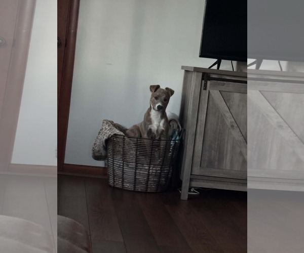 Medium Photo #5 Australian Shepherd-Staffordshire Bull Terrier Mix Puppy For Sale in Mechanicsburg, PA, USA