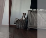 Small #4 Australian Shepherd-Staffordshire Bull Terrier Mix