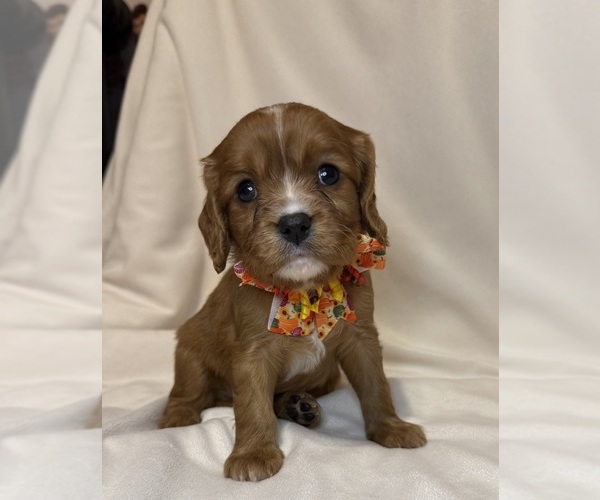 Medium Photo #9 Cavalier King Charles Spaniel Puppy For Sale in ALLIANCE, OH, USA