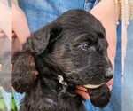 Small #8 F2 Aussiedoodle