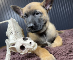 Puppy Star Belgian Malinois