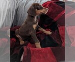 Small Photo #16 Doberman Pinscher Puppy For Sale in BRIMFIELD, IL, USA