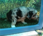 Small Photo #4 Australian Shepherd Puppy For Sale in SYLVA, NC, USA