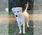 Small #2 Labrador Retriever Mix
