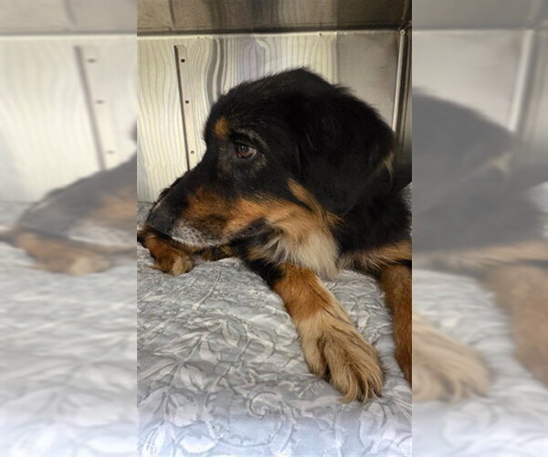 Medium Photo #1 Australian Shepherd Puppy For Sale in Sanford, FL, USA