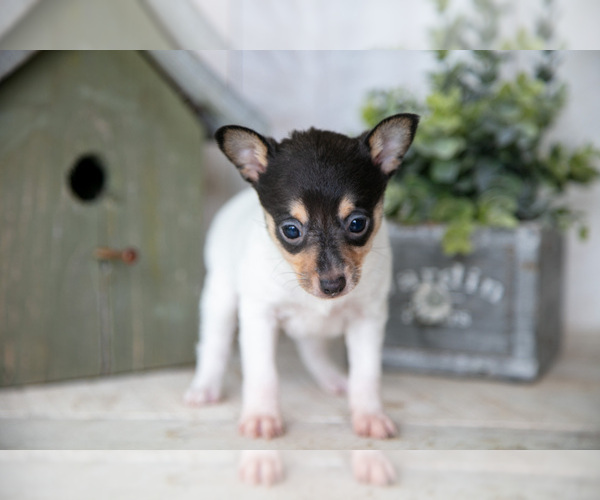 Medium Photo #2 Fox Terrier (Toy) Puppy For Sale in SUGARCREEK, OH, USA