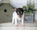 Small #1 Fox Terrier (Toy)